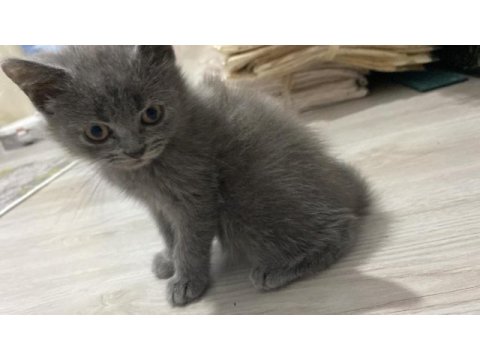 Gri sarı gözlü kızım british shorthair