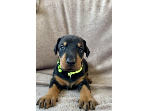 Safkan doberman yavruları – şampiyon kan hattı