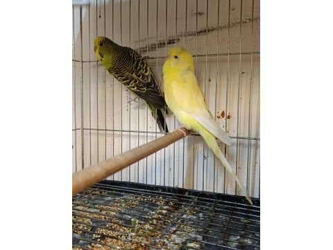 Sahiplendirme muhabbet kuşları