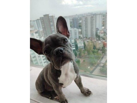 Yavrumuz güzel sağlıklı french bulldog