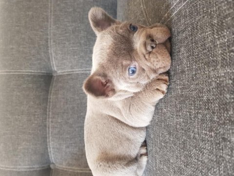 Harika anatomi harika french bulldog yavrular