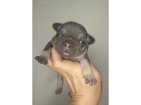 A kaliteli french bulldog yavrularım
