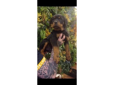 Macar koca. kafa rotweiller