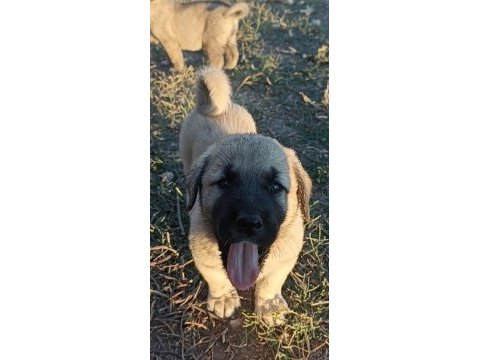 2 aylık yavru köpekler