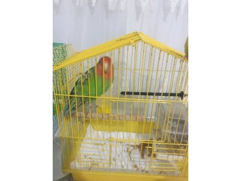 Dişi sevda papağanı