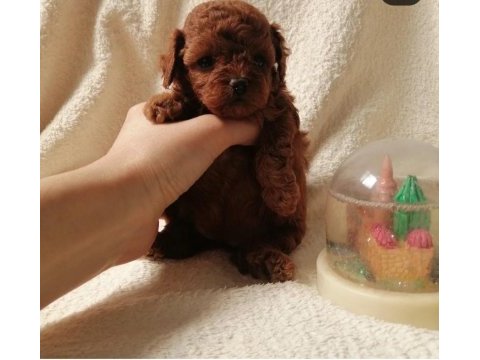 Teacup kore poodle