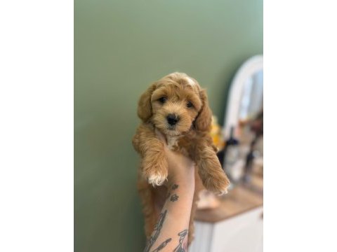 Sevimli maltipoo yavrularımız