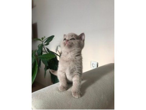 2 aylık british shorthair dişi kızımız
