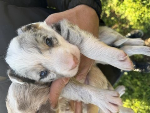 Anne altından red merle blue merle border collie