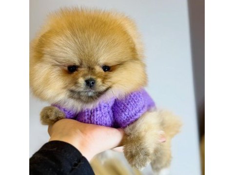 Teddy bear pomeranian adana da görüp almak isteyenlere