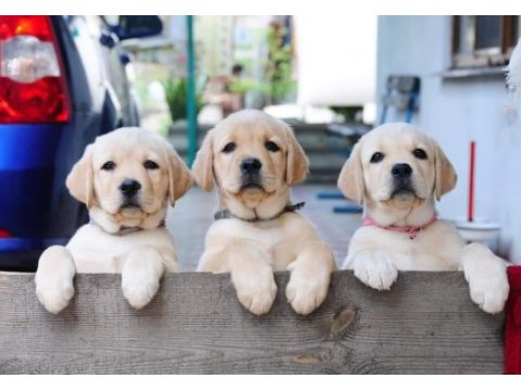 Türkiyenin en özel labrador yavruları 
