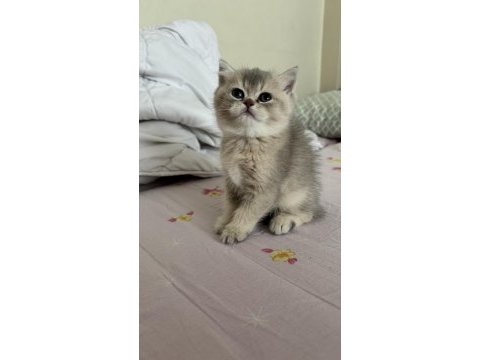British shorthair bebişler ailesi arıyor