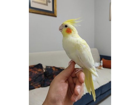 Yavru sultan papağanı 4 aylık
