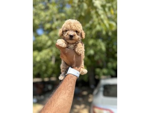 Orjinal boy teacup maltese bebekler