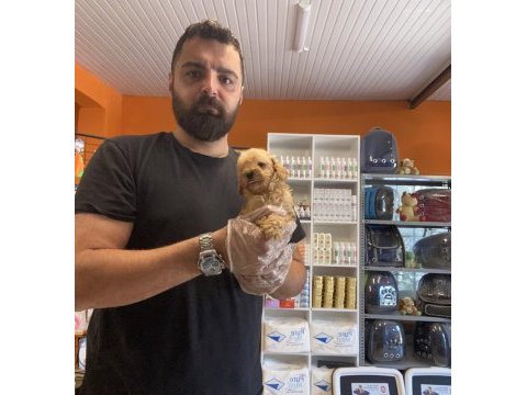 Teacup maltipoo yavrularımız