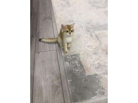 4 aylık british shorthair sahiplendirme