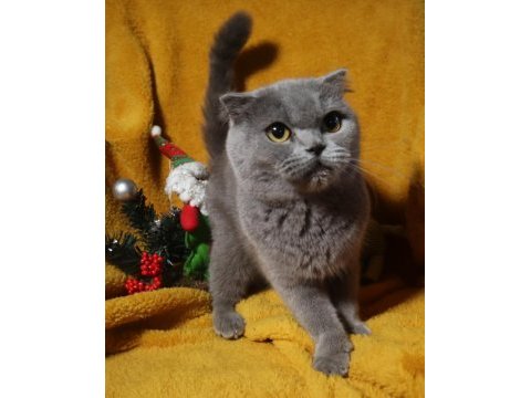 Blue renk scottish fold dişi yetişkin kısır değil
