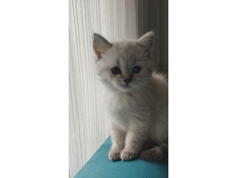 2 aylık blue point dişi bebek british shorthair