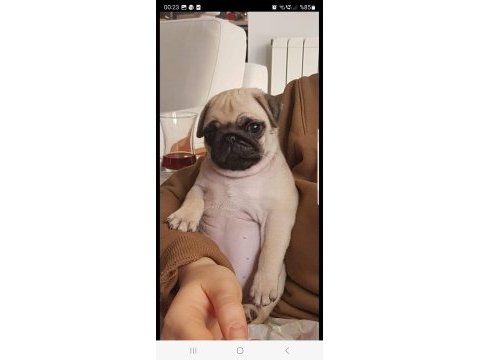 Safkan orjinal pug yavruları