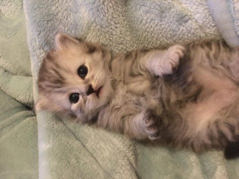 British longhair yavrular