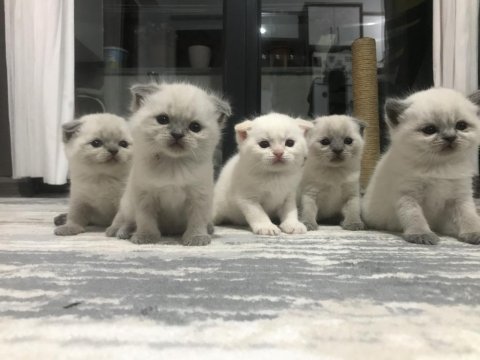 1 aylık yavrular scottish fold