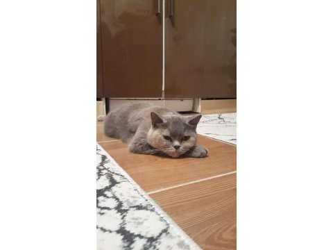 British shorthair güzel kızım leidi