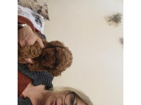 Son kız poodle bebişimiz