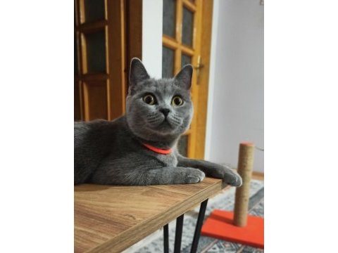 Uysal ve bal gözlü british shorthair