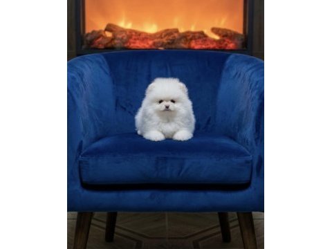 Pomeranian boo kar beyaz bebeğim