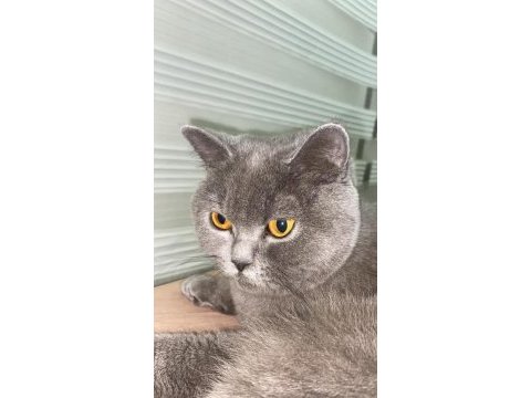Gönüllü sahiplendirme british shorthair