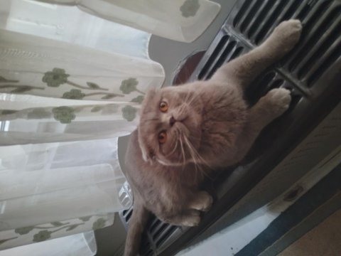 Safkan scottish fold orjinal