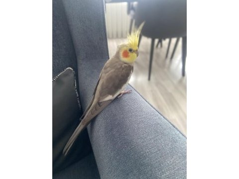 Babacık, cicikuş, aşkım kelimelerini konuşabiliyor