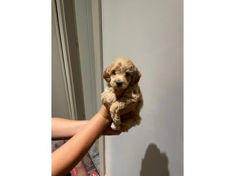 Maltipoo dişi yavrular