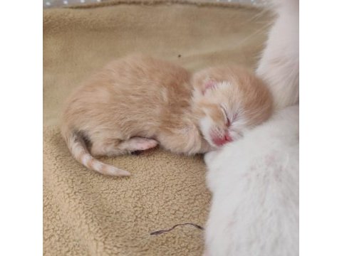 Yavrularımız veteriner bakımlıdır exotic shorthair