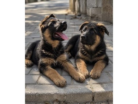 Safkan siyah alman çoban köpeği