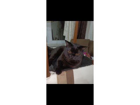 14 aylık ayı surat british shorthair erkek oscar