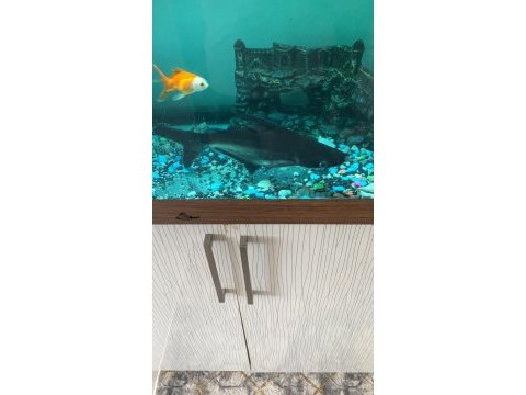Sağlıklı pengasus köpek balığı