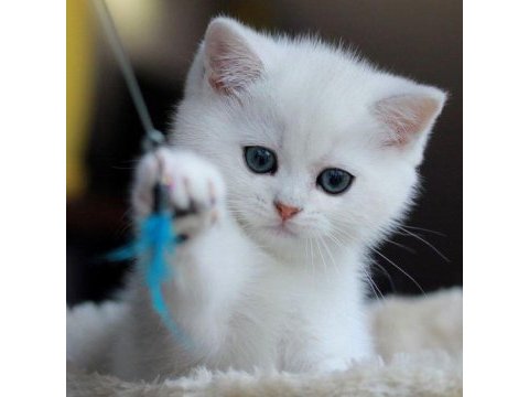 British longhair bebekler