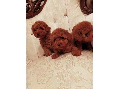 Petmode köpek çiftliğinde ziyarete açık toy poodlr