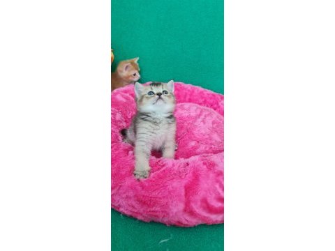 British shorthair yavrumuz sizleri bekliyor