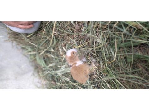 Lop tavşan