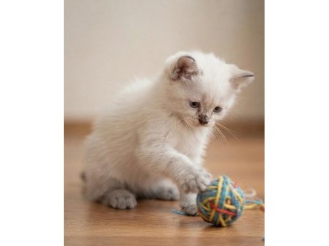 Erkek blue point sevimli bebek kedimiz