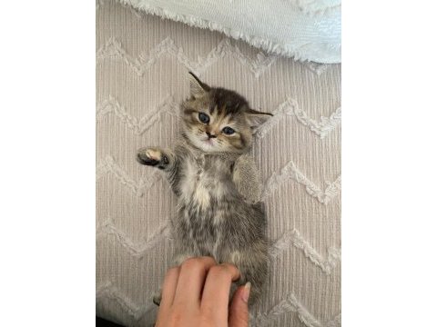 Boncuk british shorthair kardeşler