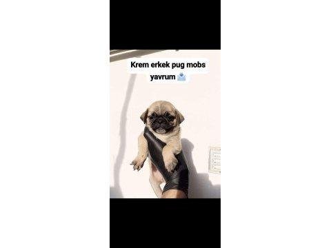 Pug mops yavruları