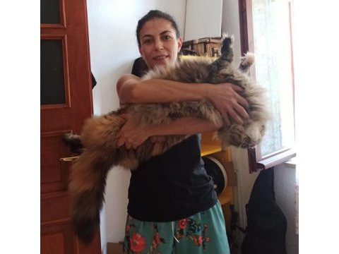 Tüm aşı ve belgeleri eksiksiz şecereli safkan maine coon