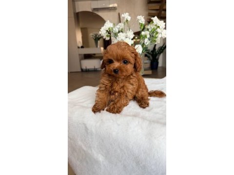 Kore maltipoo bebeklerimiz