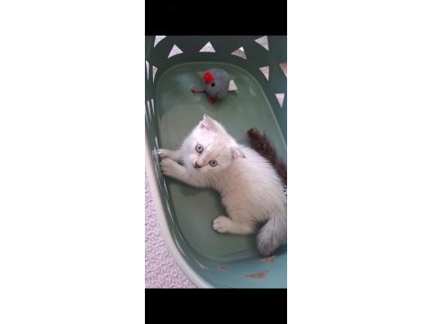 Mavi gözlü scottish fold