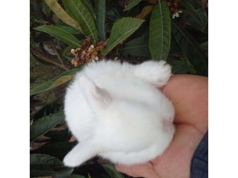 Minilop cüce lop tavşan yavruları