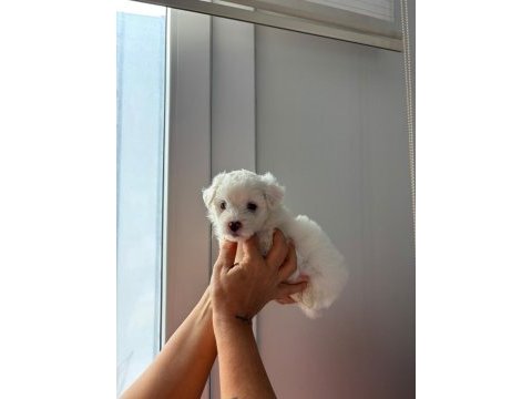 Maltese bebekler