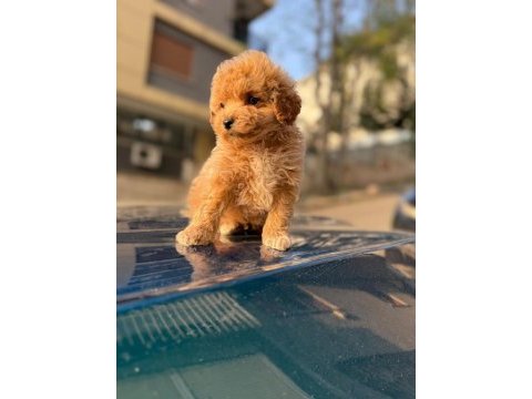 2 aylık sevimli maltipoo yavrular – aile ortamında